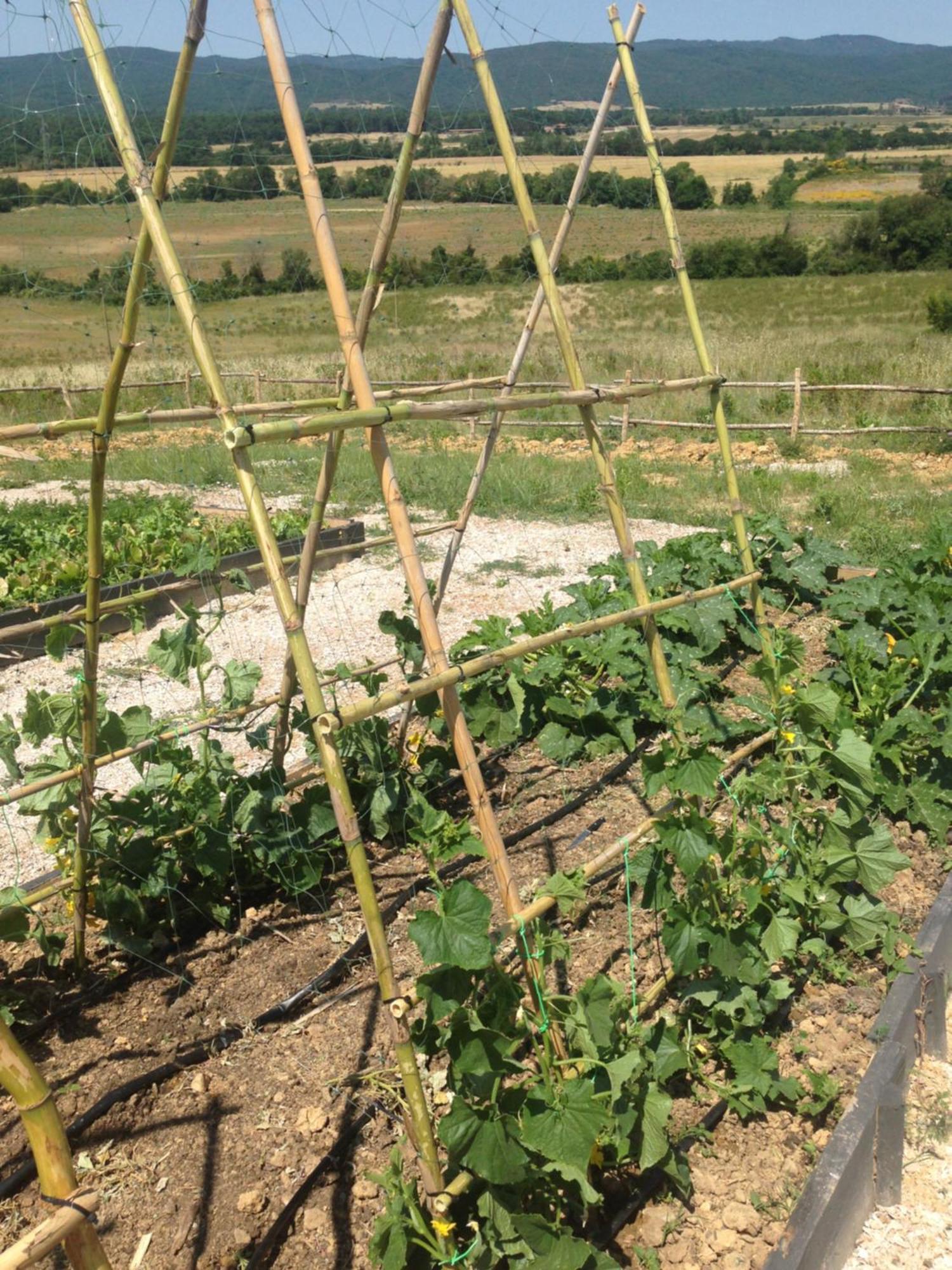 Wine Resort Conti Di San Bonifacio Ribolla Εξωτερικό φωτογραφία